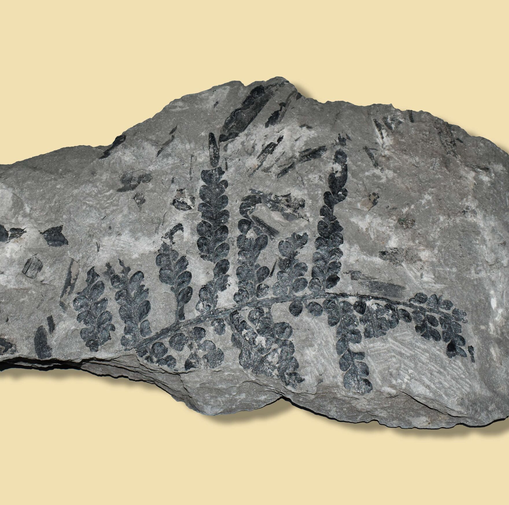Fossile du Musée Vetter