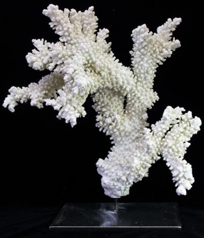 Exposition temporaire "Voyage au cœur des récifs coralliens" Jusqu’au 2 avril 2023.