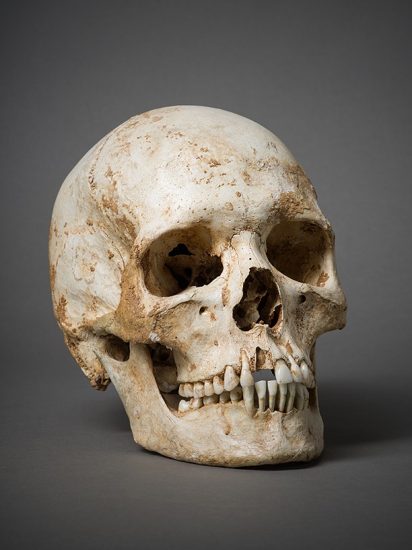 Crâne humain - Musée de Préhistoire du Quercy