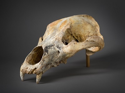 Crâne d'ours - Musée de Préhistoire du Quercy