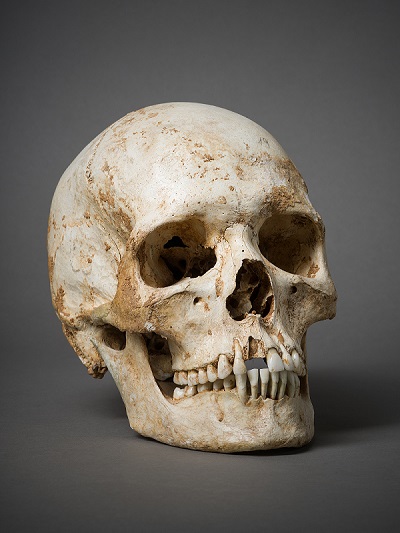 Crâne humain - Musée de Préhistoire du Quercy