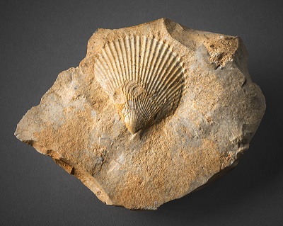 Fossile - Musée de Préhistoire du Quercy
