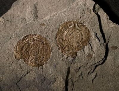 Ammonites du Toarcien