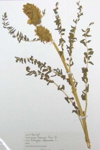 Astragalus alopecuroides