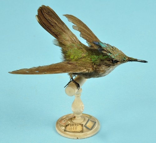 Colibri huppé (Orthorhyncus cristatus)