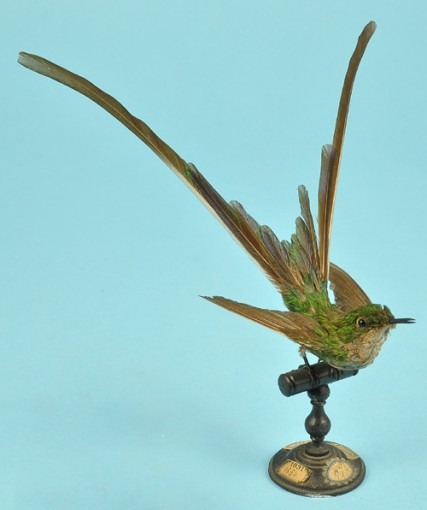 Colibri nouma (Lesbia nuna)