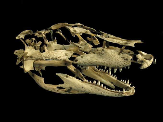 Crâne de Caïman monté a la Beauchêne  (Caïman crocodilus)