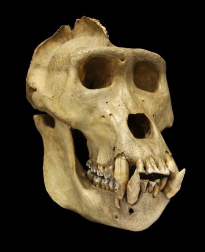 Crâne de Gorille (Gorilla gorilla)