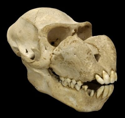 Crâne de Mandrill (Mandrillus sphinx)