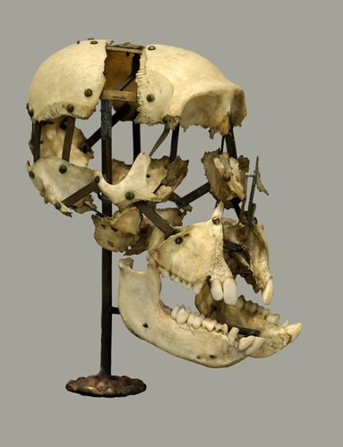 Crâne de singe monté à la Beauchêne
