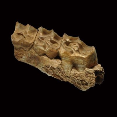 Dents de Plagiolophus huerzeleri