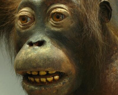 Orang-outan (Pongo pygmaeus)