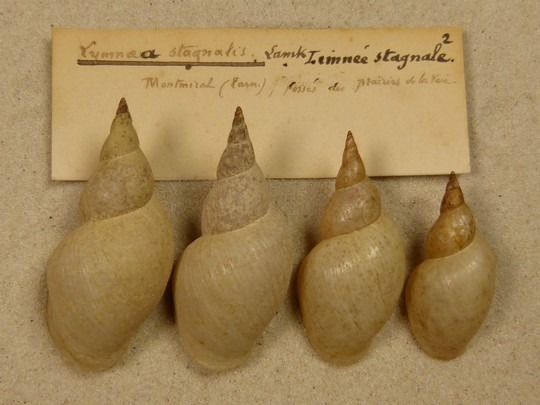 Collection conchyliologie, lymnoea stagnalis