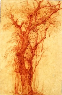 Etude d’arbre au bois de Boulogne